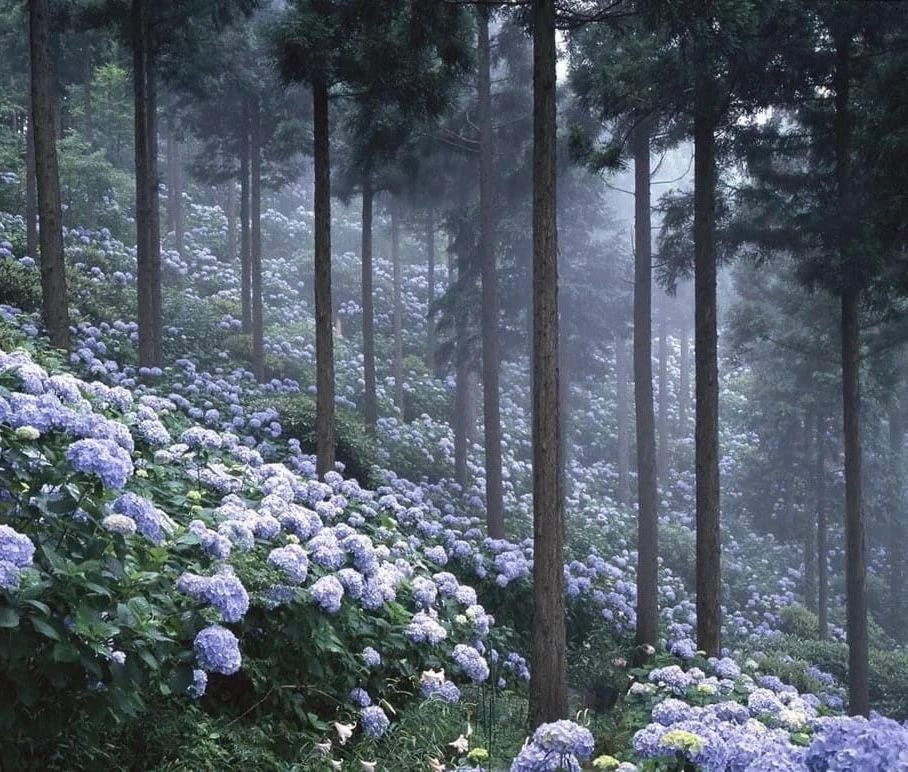 Beautiful purple hydrangeas blooming beneath tall pine trees in a misty forest setting.