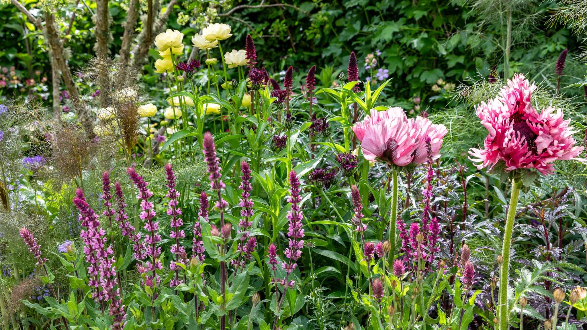 RHS Chelsea Flower Show 2026: My Very Honest REVIEW