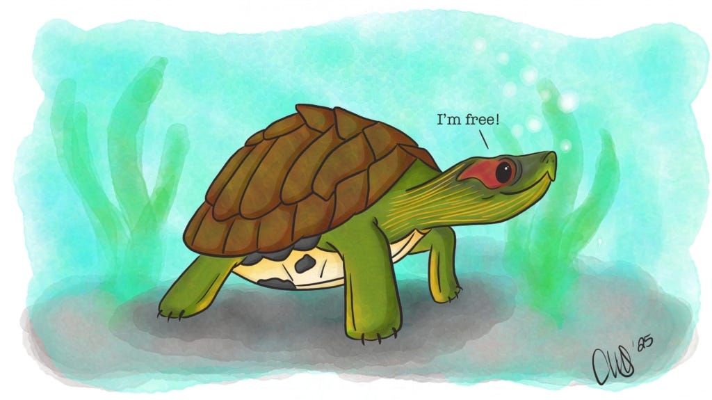 Indian roofed turtle underwater, looking happy and saying "I'm free!"