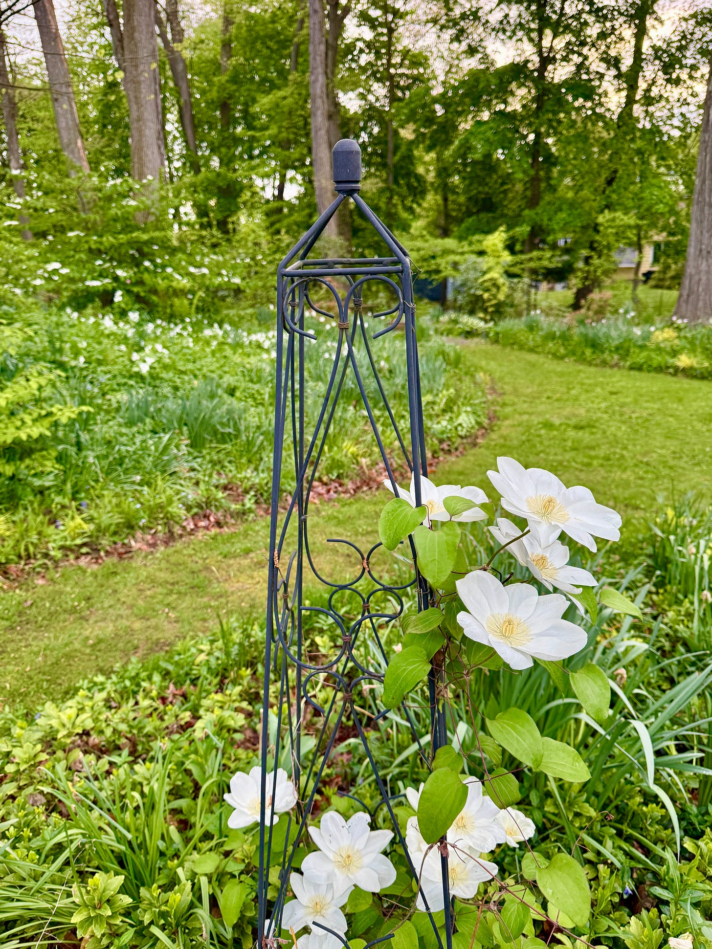 Behind the clematis you can see a white froth coming down the slope…