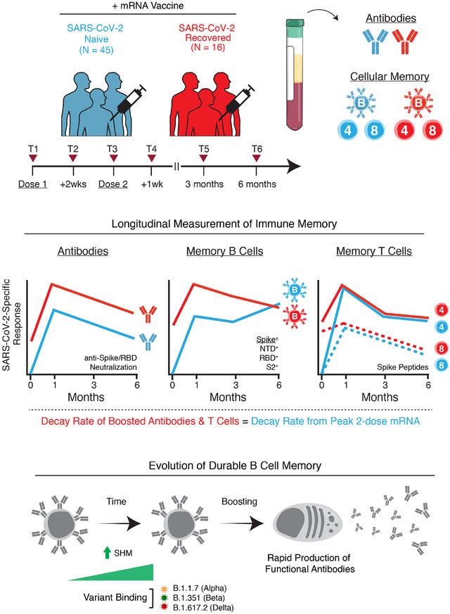 An external file that holds a picture, illustration, etc.
Object name is nihpp-2021.08.23.457229v1-f0001.jpg An external file that holds a picture, illustration, etc.
Object name is nihpp-2021.08.23.457229v1-f0001.jpg