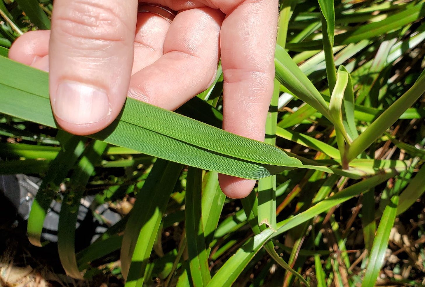 Dianella longifolia [leaf] 20221114_113551 cropped.jpg