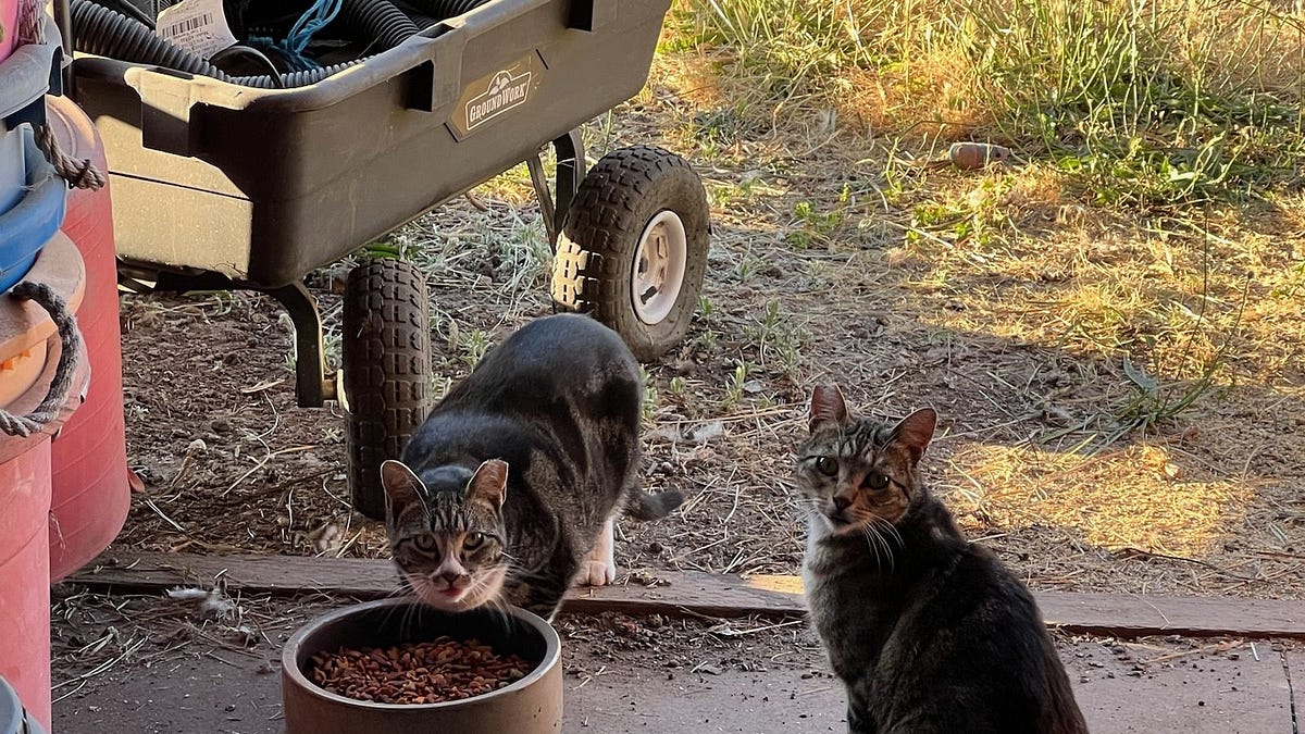 Saturday Calistoga event will help feral cats