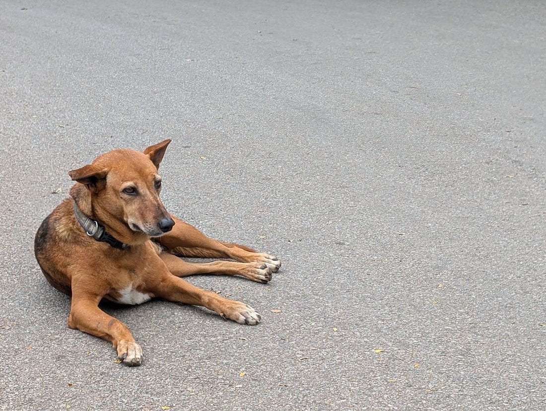 A handsome street dog spotted near Cubbon Park in Bengaluru. The collar makes me wonder if he is an abandoned pet or a run-away..