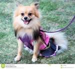 Pom smiling Pom smiling