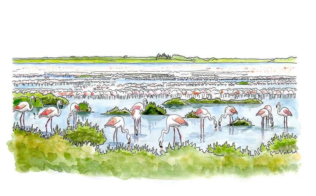 Black liner pen and watercolor illustration of greater flamingos feeding in the lagoons of Vendicari Nature Reserve, Sicily. Black liner pen and watercolor illustration of greater flamingos feeding in the lagoons of Vendicari Nature Reserve, Sicily.