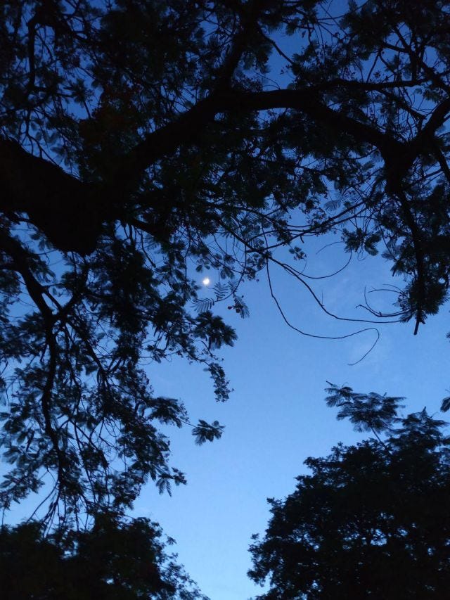 The moon is shining against the twilight sky from in between branches of trees. The moon is shining against the twilight sky from in between branches of trees.
