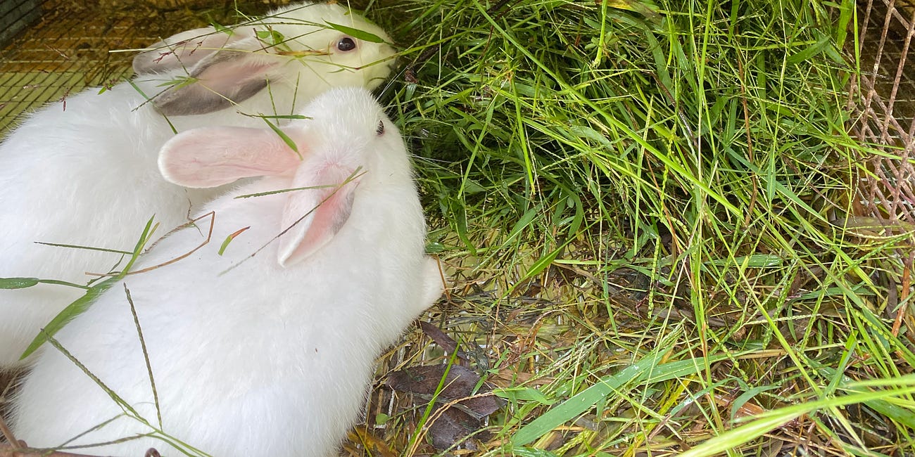Why You Should Consider Raising Rabbits