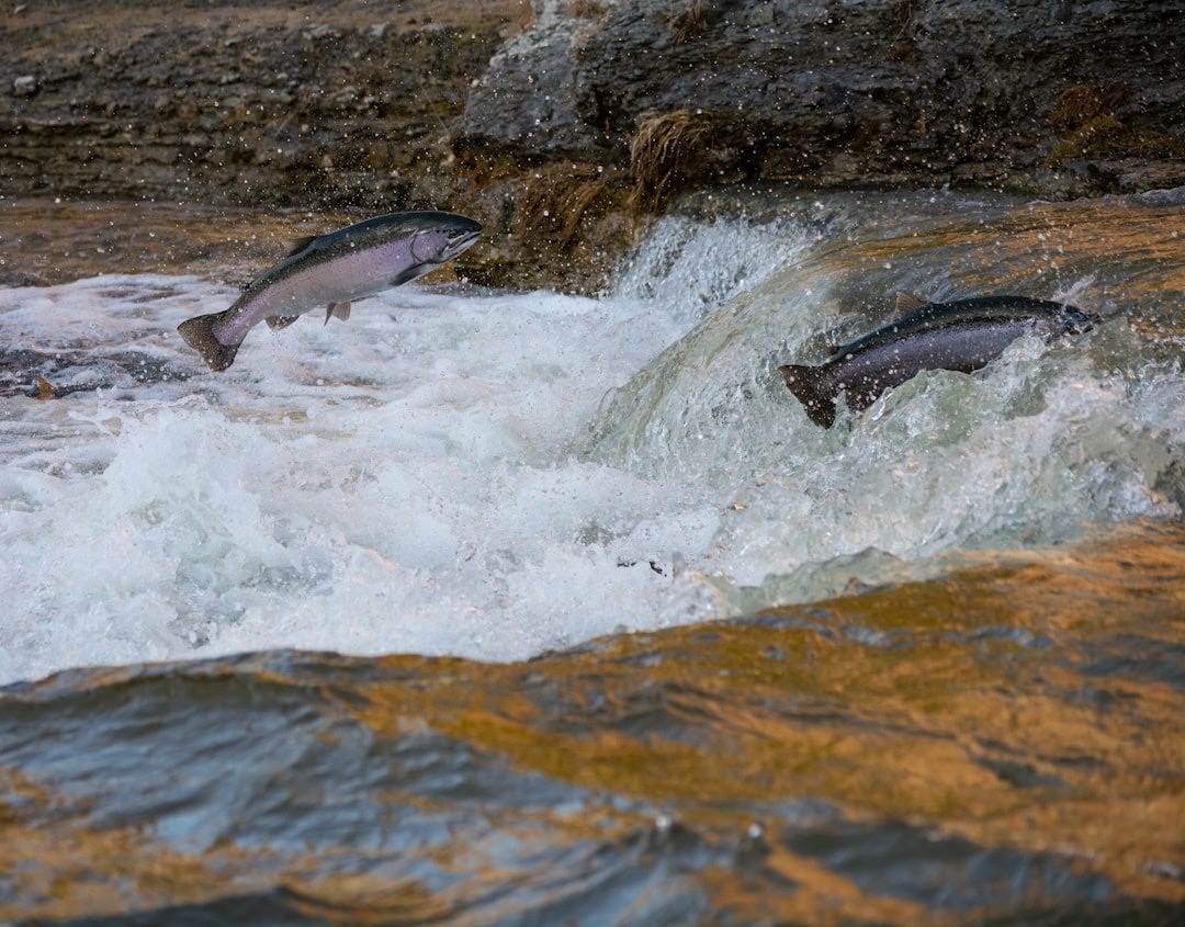gray fish on water during daytime gray fish on water during daytime
