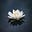 Lotus Empress's avatar