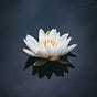 Lotus Empress's avatar