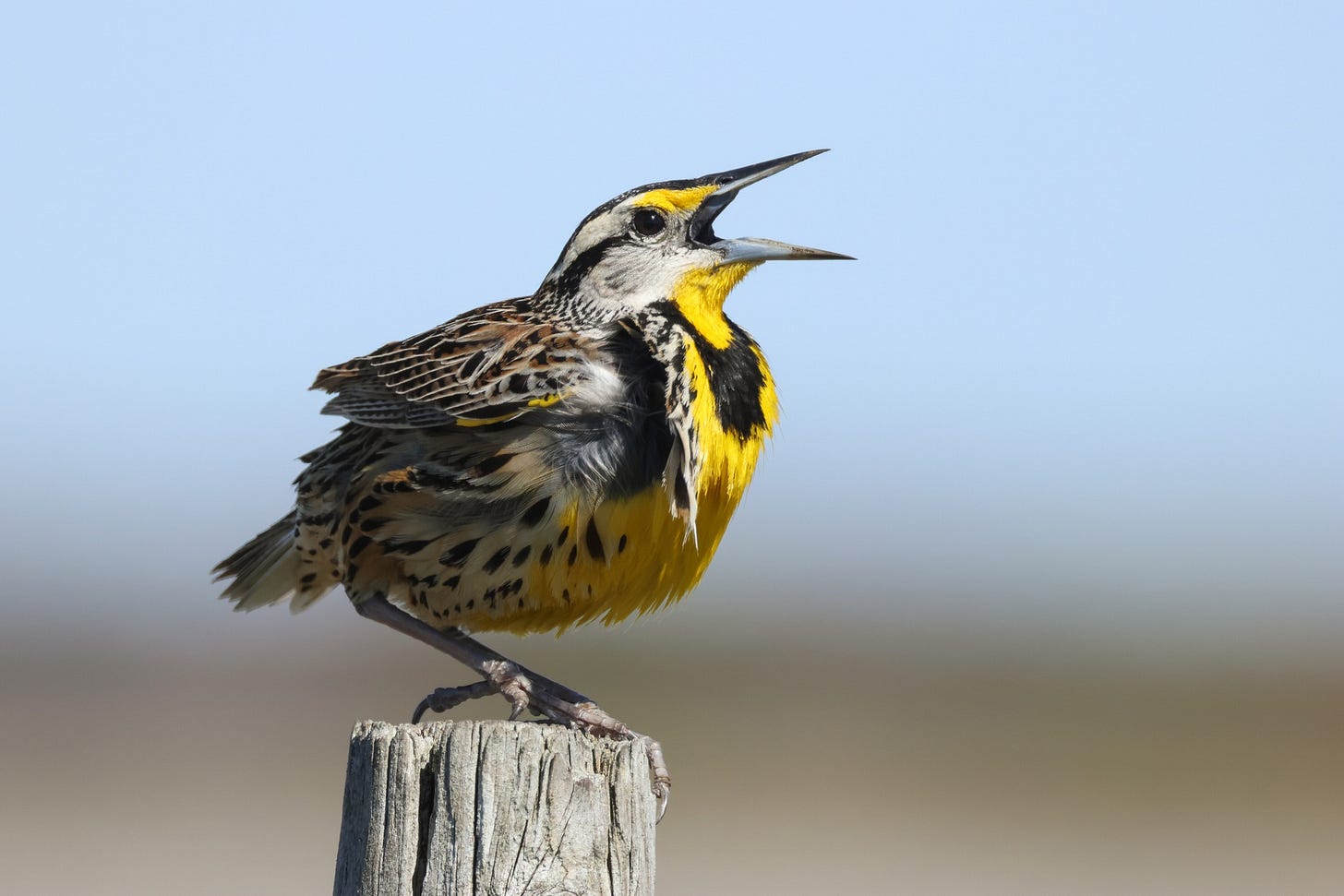 Song bird standing on a post with beak open Song bird standing on a post with beak open