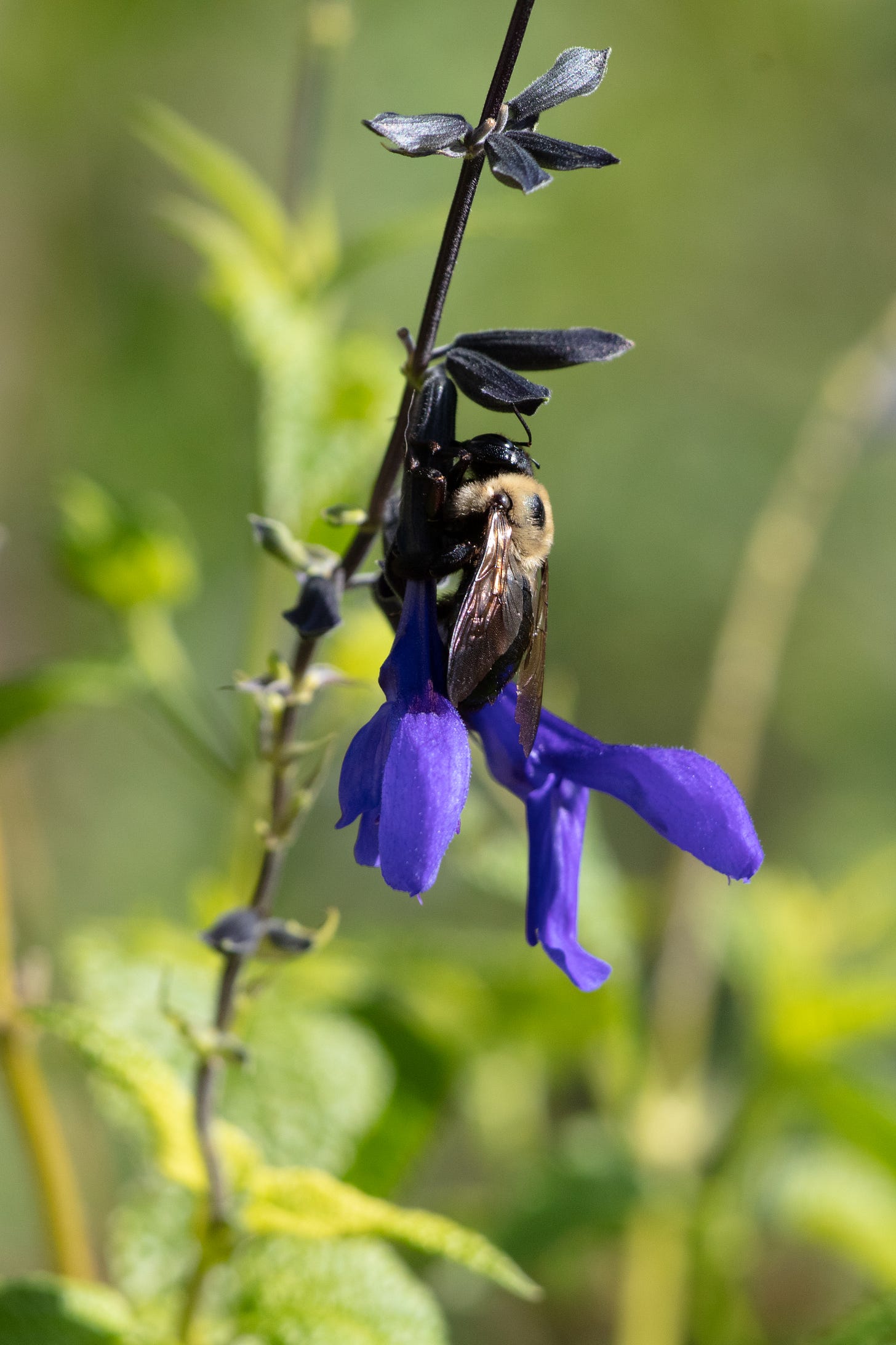 Carpenter bee chewing a hole in a blue Salvia flower to rob nectar