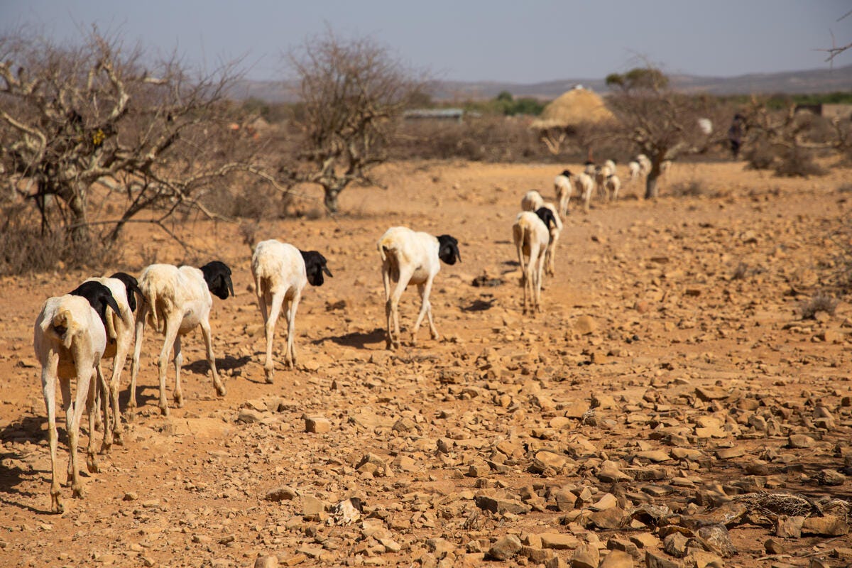 El Niño’s hidden losses: when one season’s damage fuels the next crisis El Niño’s hidden losses: when one season’s damage fuels the next crisis
