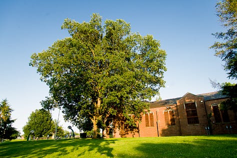 A large bur oak before and after a lightning strike.