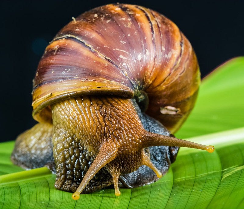 Giant African land snail freakishly resembles a rabbit!
