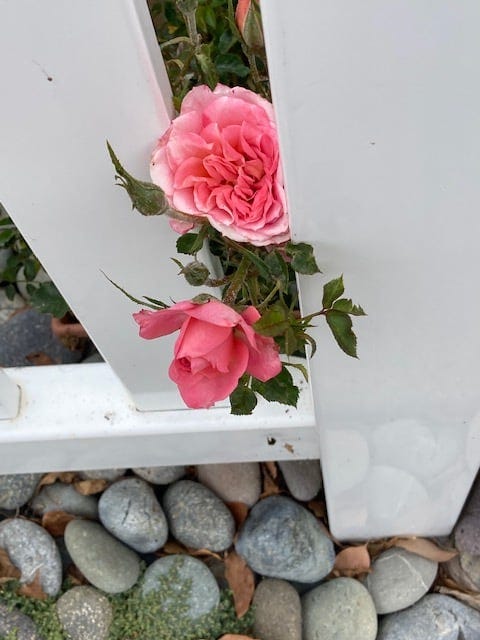 May be an image of rose and outdoors