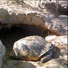 巨大な穴を掘っていた。ケヅメリクガメという亀