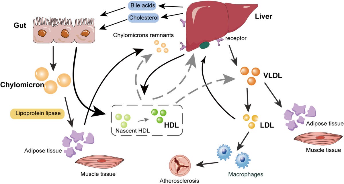 The functions of apolipoproteins and lipoproteins in health and disease |  Molecular Biomedicine