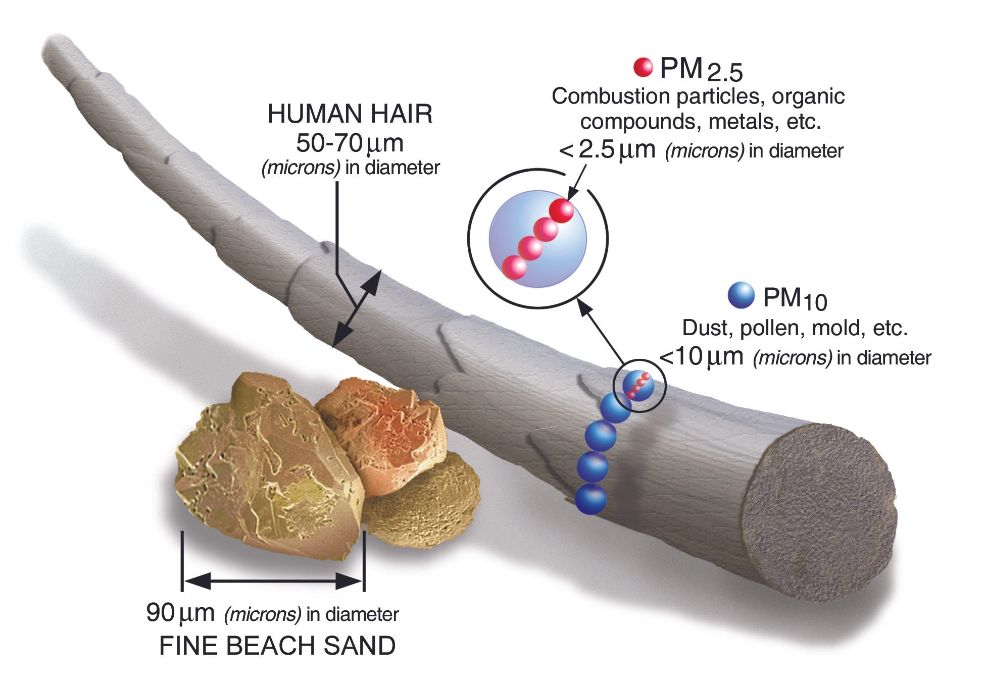 Human Particulation The Chemistry of a Crowded Gym - by John Knight, PhD