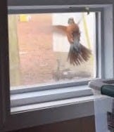 Day 1 of this bird flying into our ...
