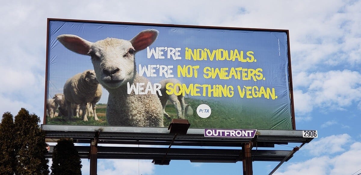 After 11 Wool Exposés, It's Time to Stop Wearing It | PETA