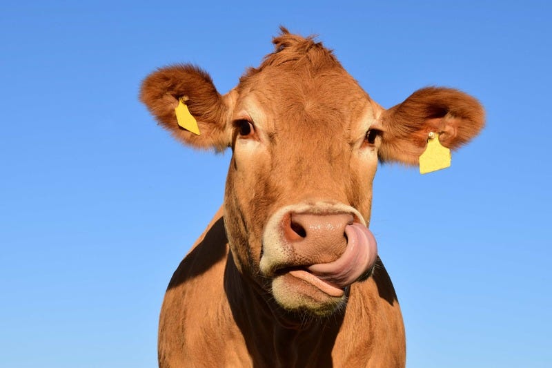 vache