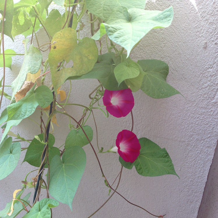 Doralice Campagnolli