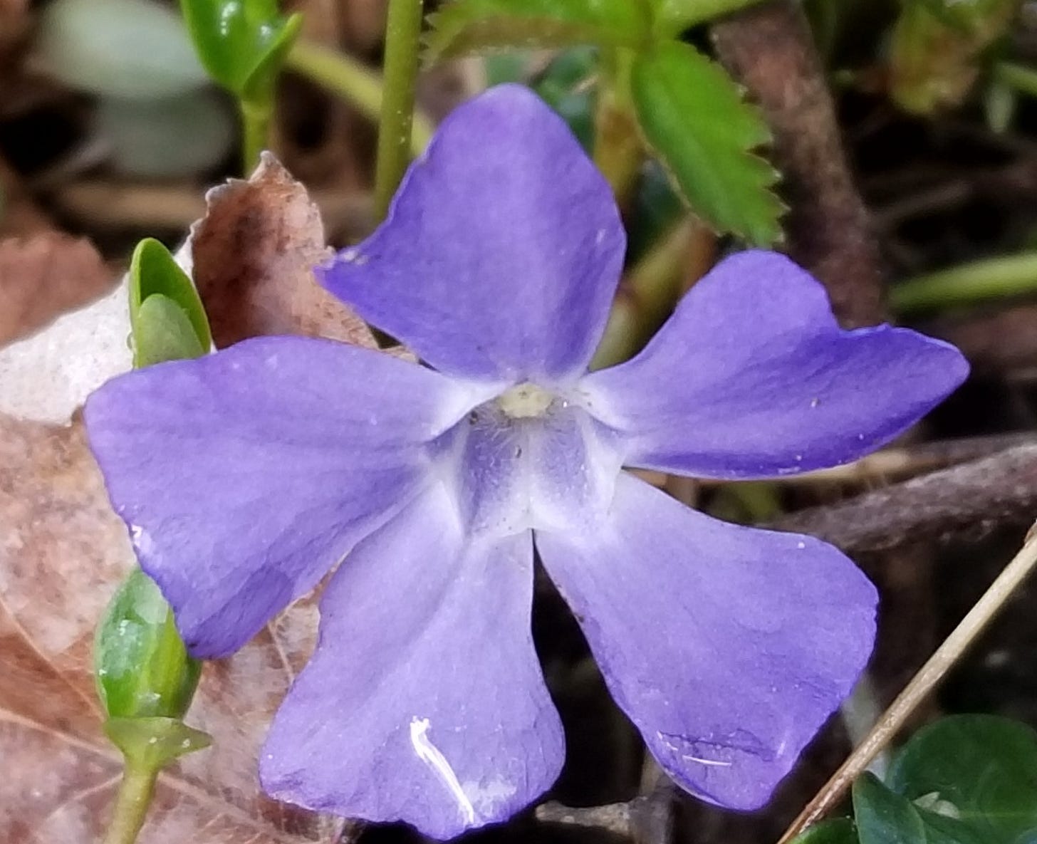 A single periwinkle bloom