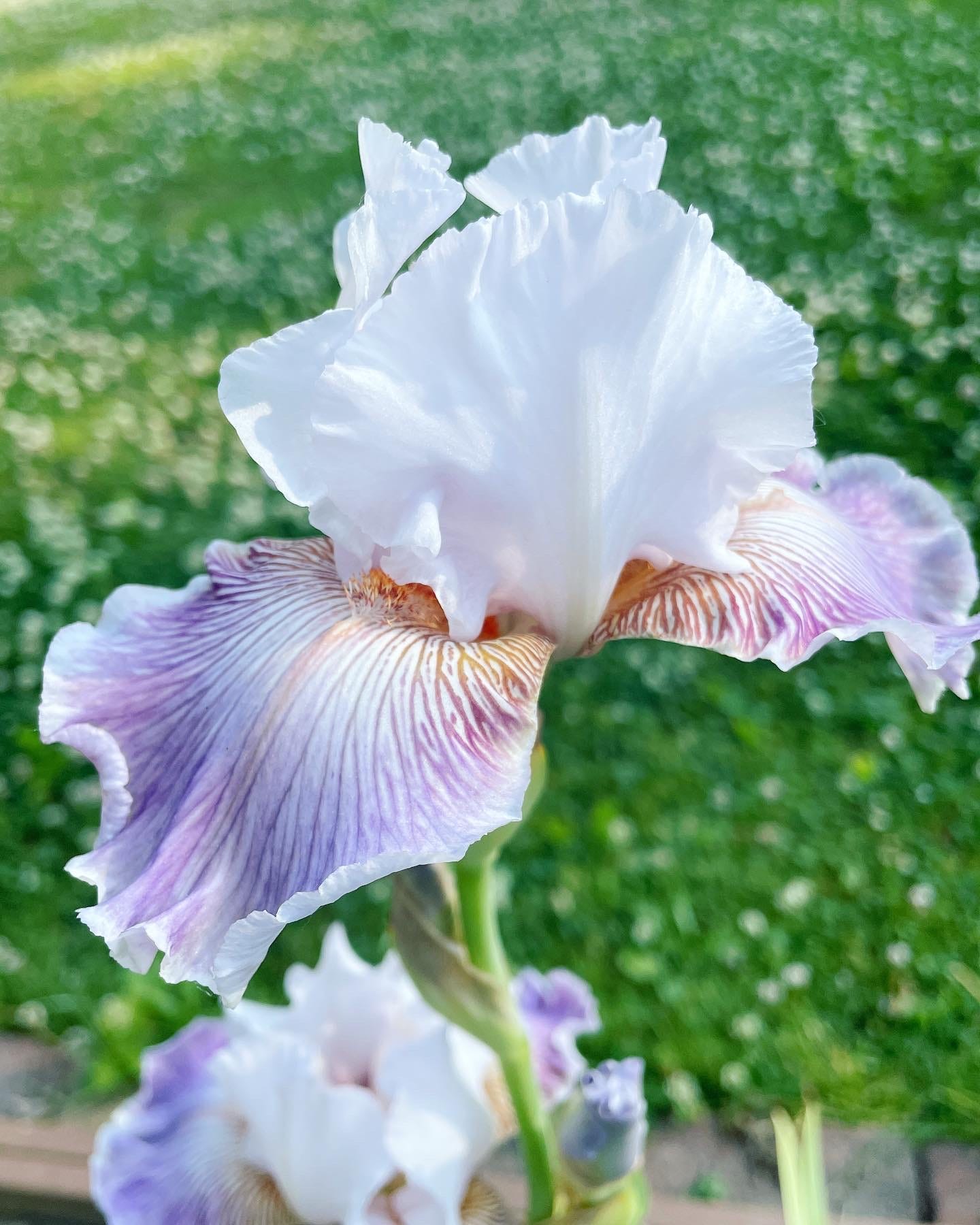 Iris ‘Sharp Edge’