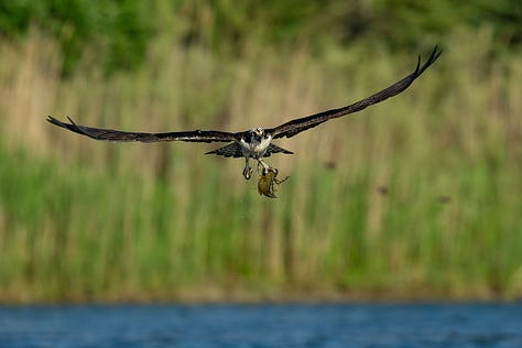 Fotos de Luciano Stabel, fotografia de Natureza no Canadá