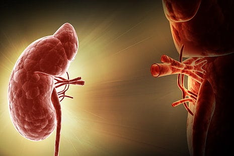 CGI image of kidney separated from its veins and arteries. CGI image of kidney separated from its veins and arteries.