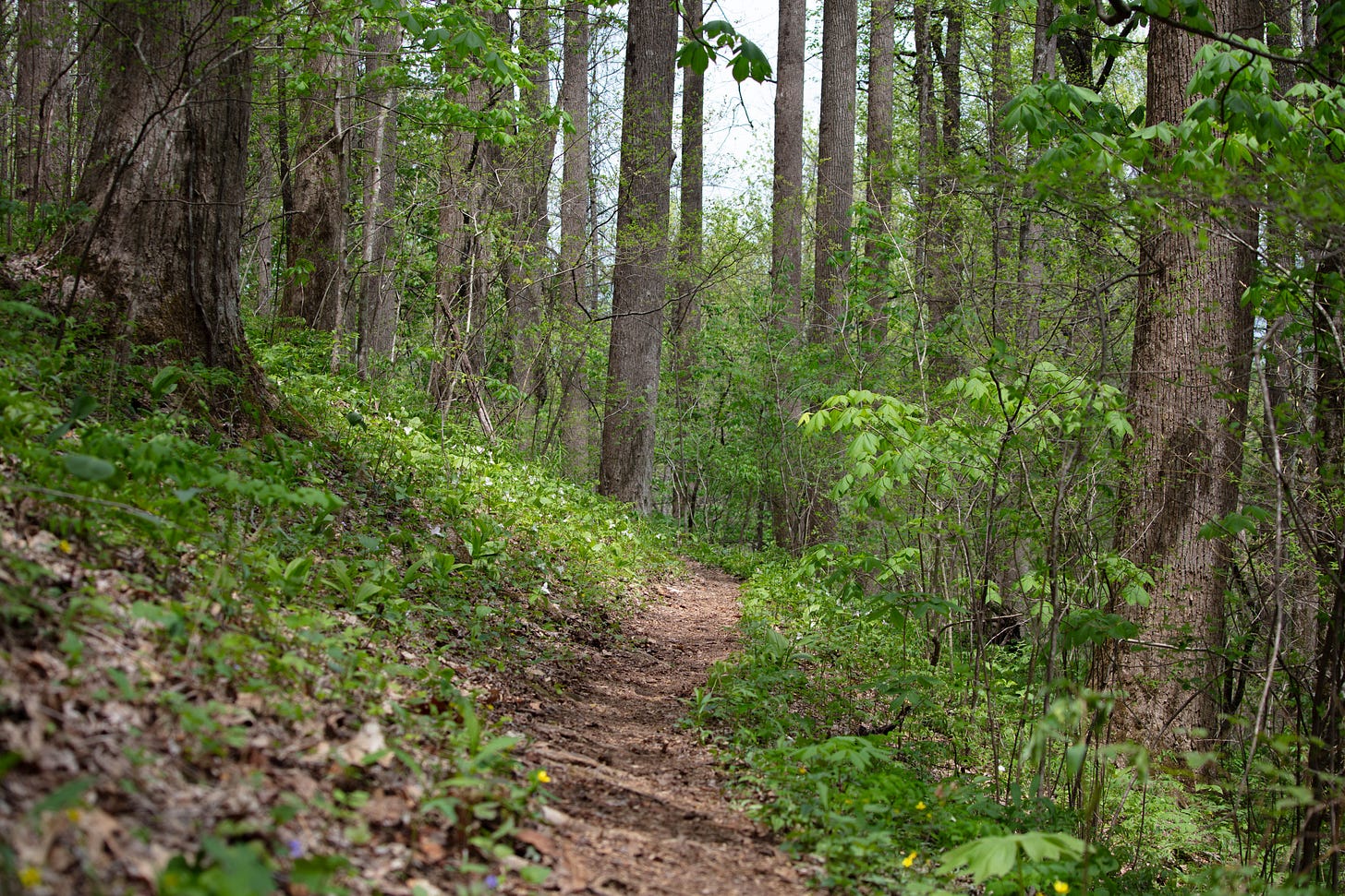 A woodland scene of a trail in a forest, with lots of trees and green leaves and colored dots that are all the different wildflowers on the hill next to the trail