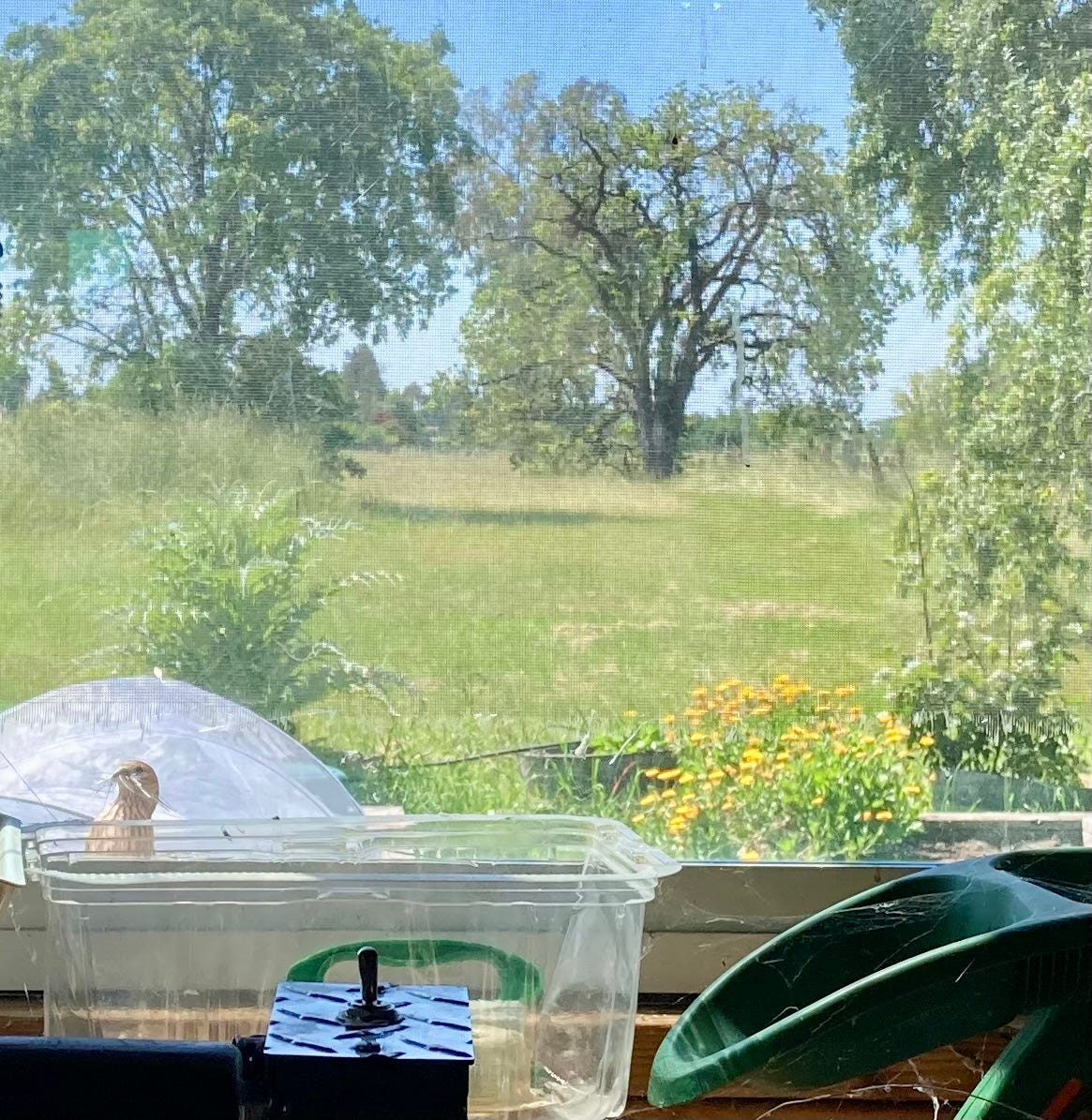 A view out a window with a finch