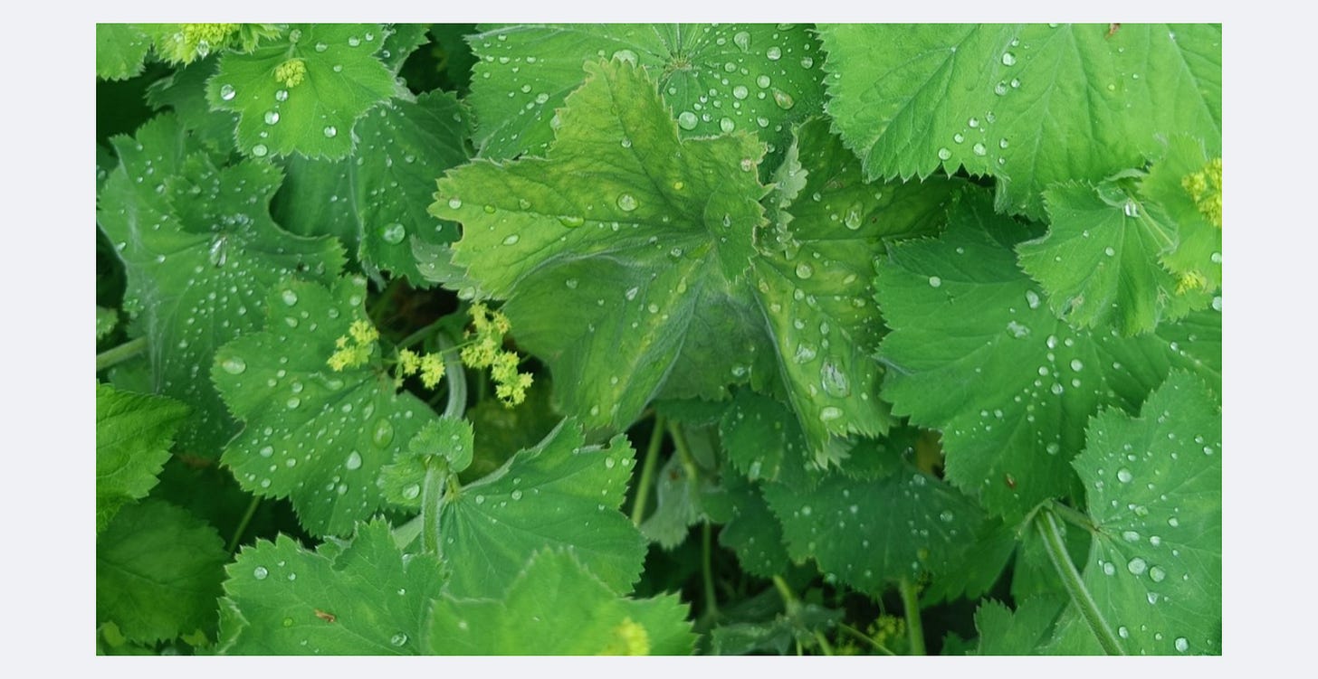 A close-up of buds of rain on leaves.