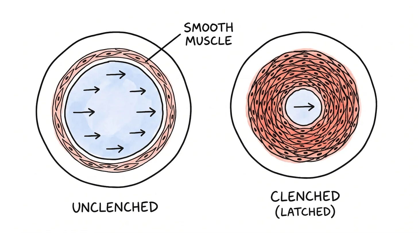 Hand-drawn cross-sections of two blood vessels: an unclenched vessel with a wide channel and thin smooth-muscle ring, and a clenched, latched vessel where the thick muscle ring squeezes the channel narrow Hand-drawn cross-sections of two blood vessels: an unclenched vessel with a wide channel and thin smooth-muscle ring, and a clenched, latched vessel where the thick muscle ring squeezes the channel narrow
