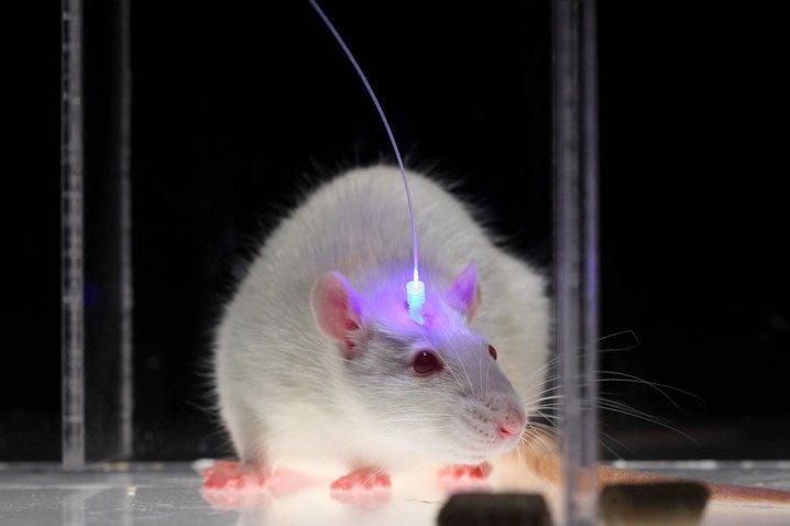 Risky Rats Give Clues on Brain Circuitry Behind Taking a Chance - The New  York Times