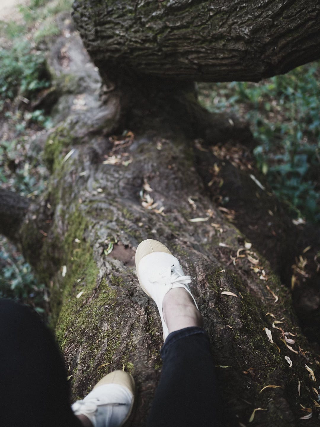Looking down from a tree, a woman's plimsoll-clad feet and a trunk