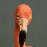 Talkin' Flock