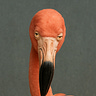 Talkin' Flock