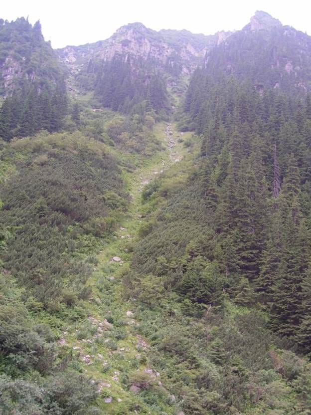 A high angle view of a forest

AI-generated content may be incorrect.