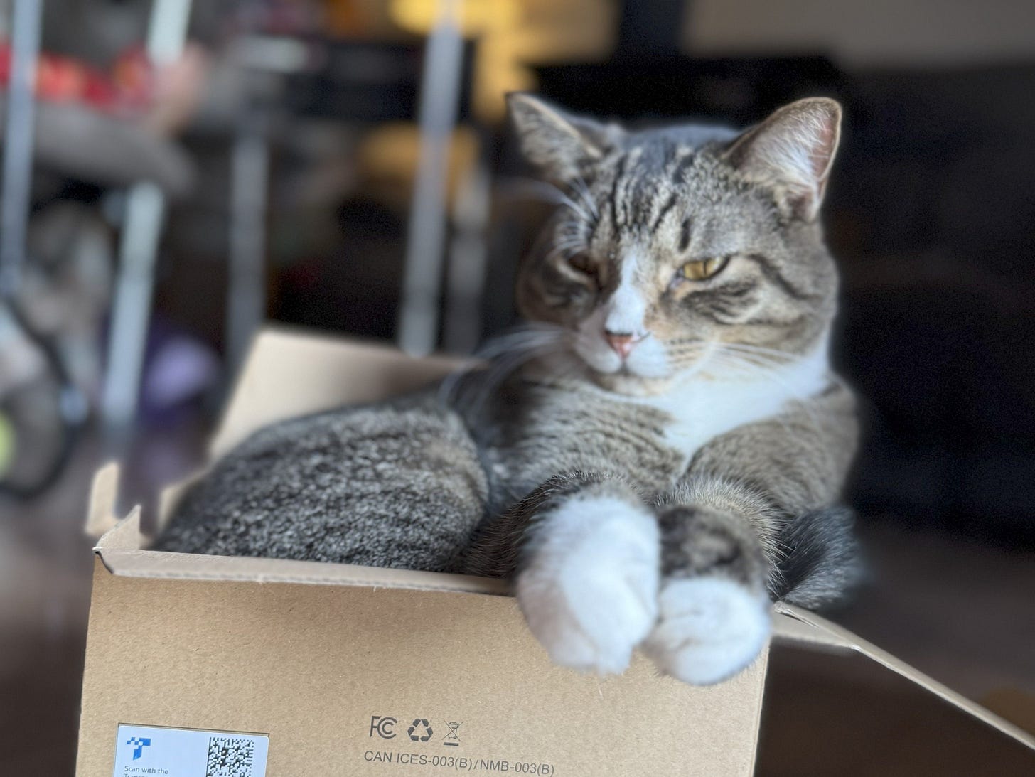 Mando is hanging out in a cardboard box, looking satisfied. Both white paws are sticking straight forward, yellow eyes gazing casually.