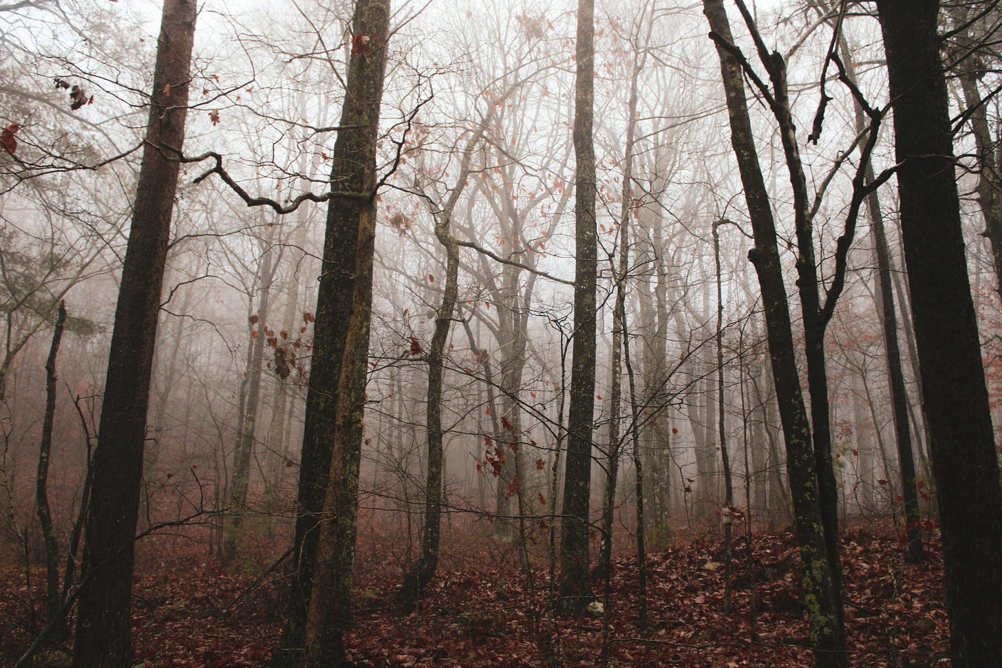 forest in autumn forest in autumn