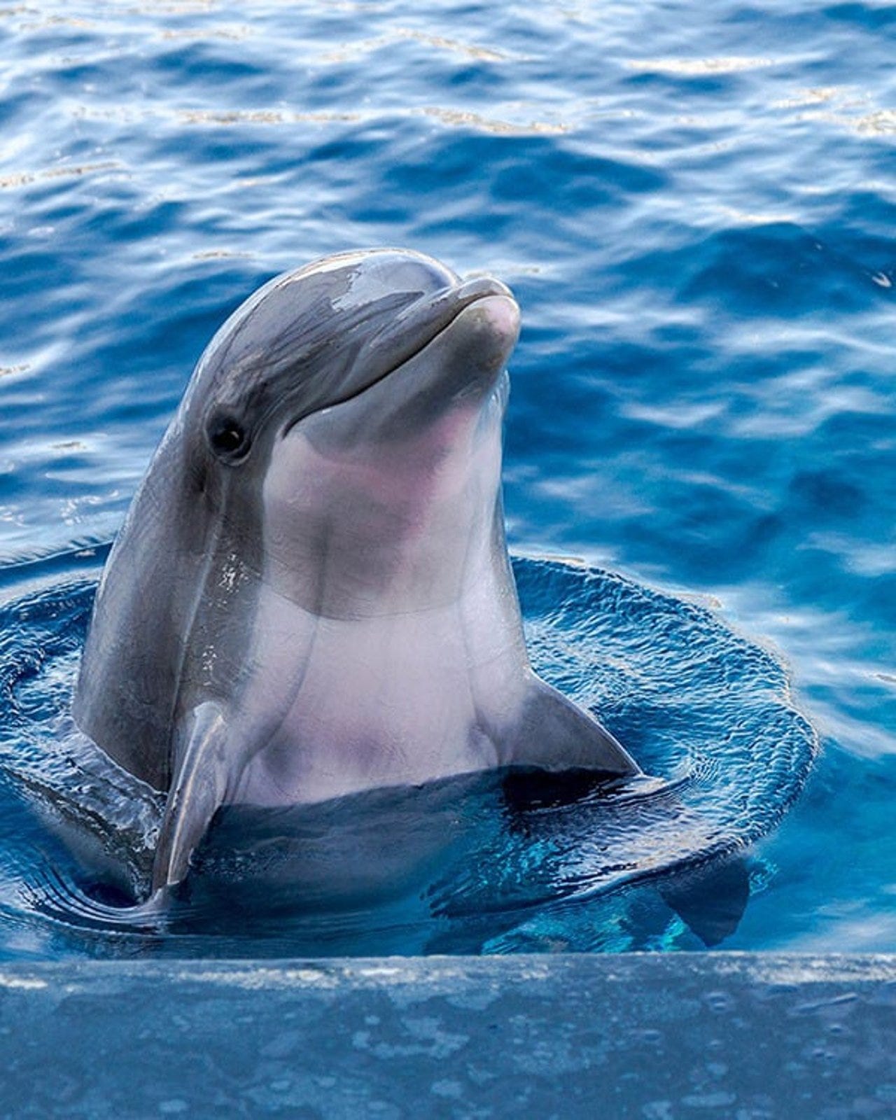 7 dolphin facts that may surprise you