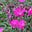 DianaM's avatar