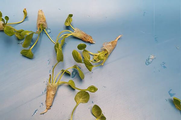 Tissue Culture