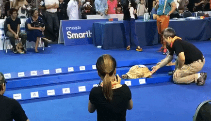 Top 30 Rabbit And Turtle GIFs | Find the best GIF on Gfycat Top 30 Rabbit And Turtle GIFs | Find the best GIF on Gfycat