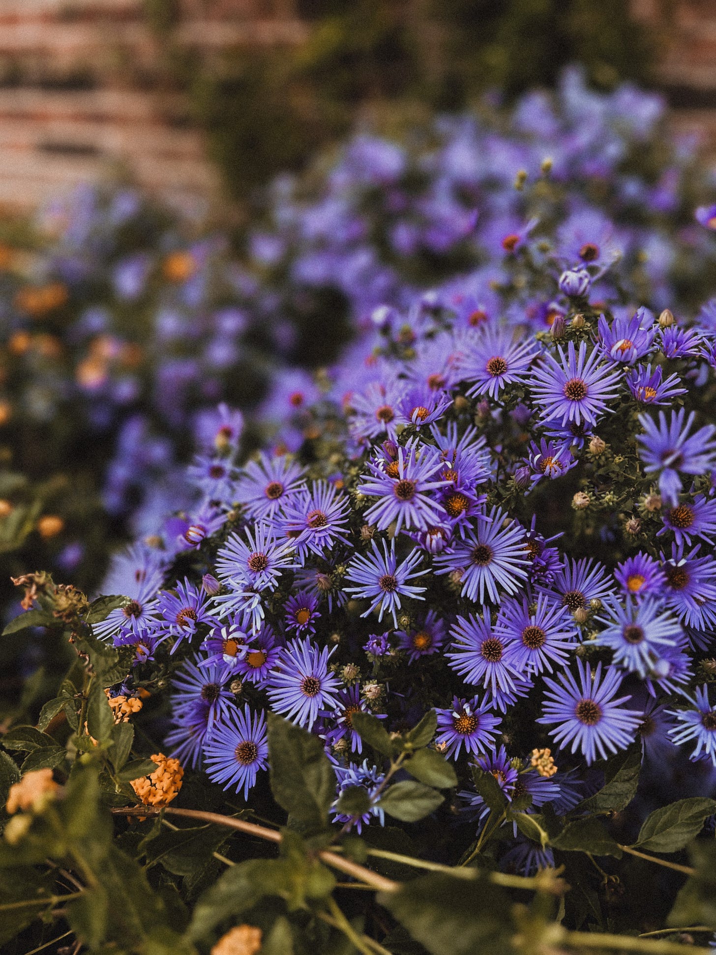 Blue asters in full bloom alongside yellow lantana blossoms.