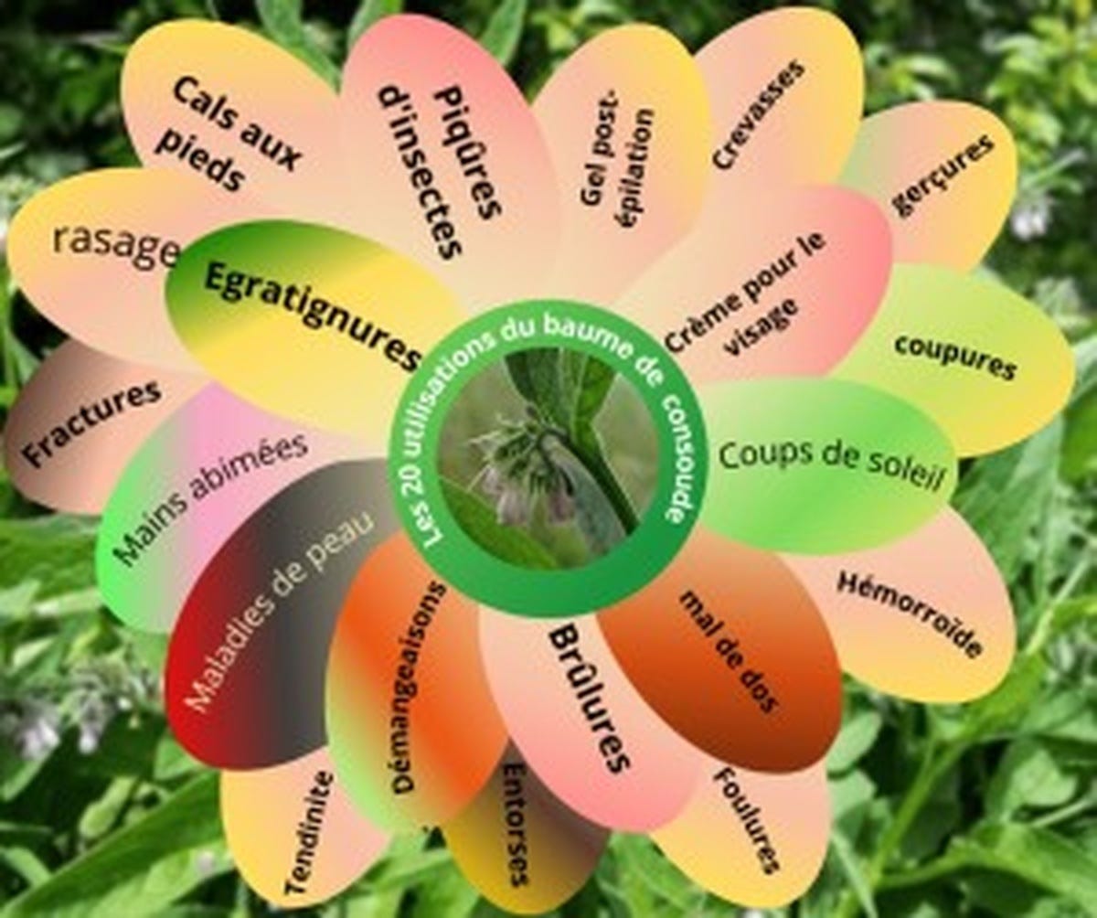 20 utilisations du baume de consoude
