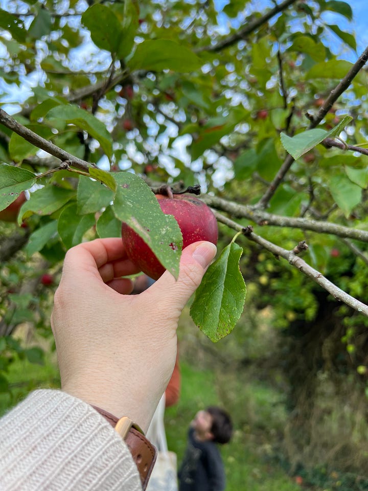 A four-photo collage: an apple tree heavy with small red apples in tall grass; a hand reaching up to pick a red apple from a branch; a golden apple tart on a white plate beside loose apples, a small striped squash, ivy and a painted wooden horse; and two bowls and a cloth tote bag full of freshly picked apples and pears on a terracotta floor.
